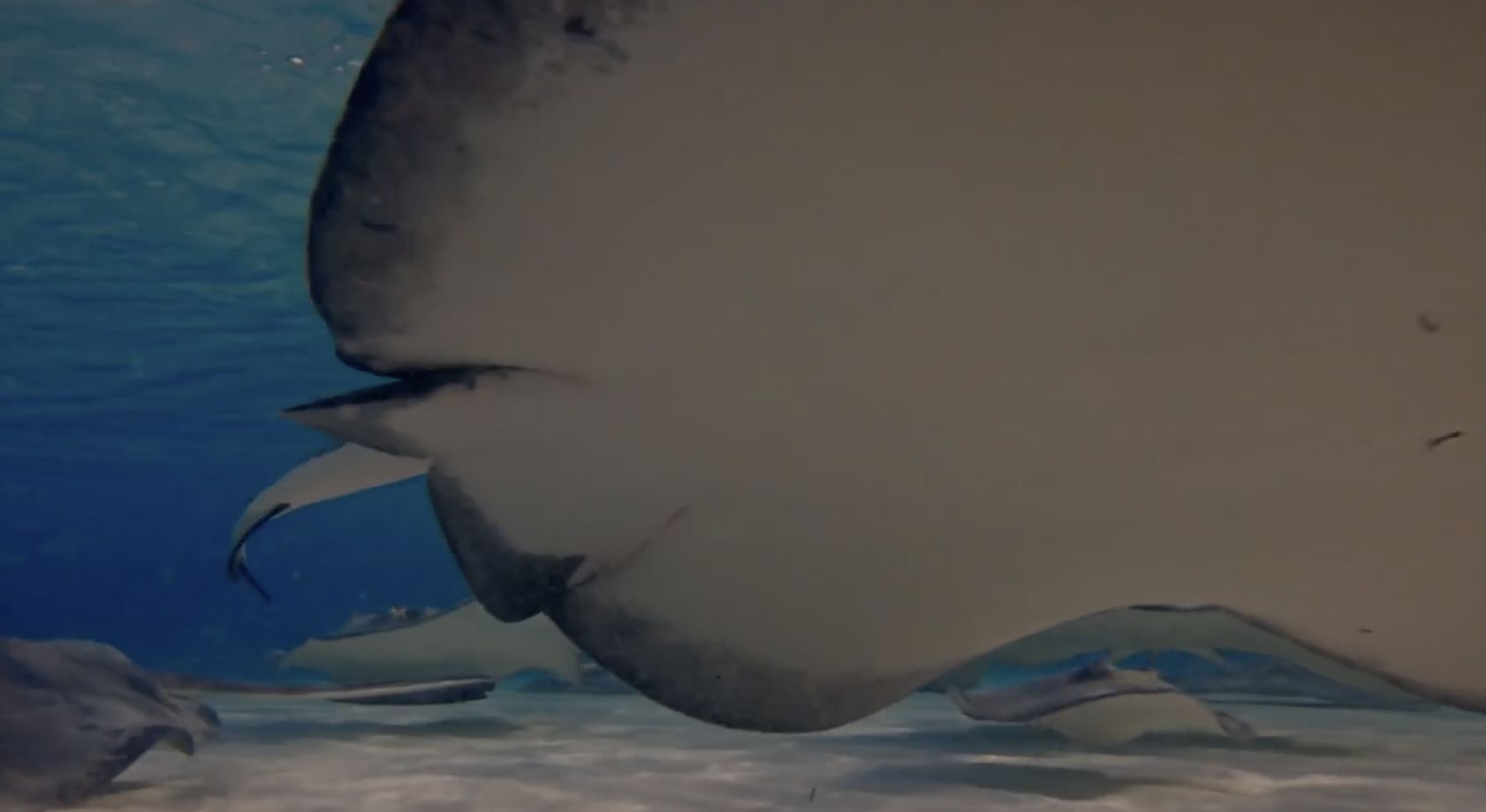 Southern stingrays gliding over the sand at Stingray City